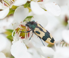 Castiarina interstitialis