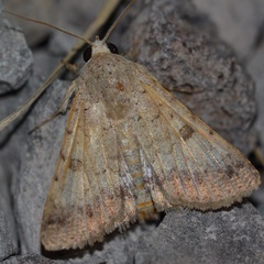 Pandesma anysa