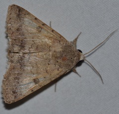Pandesma anysa