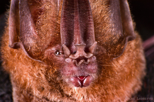 Tomes's Sword-nosed Bat