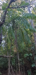 Dypsis rivularis