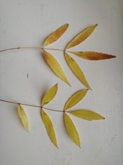 Fraxinus angustifolia oxycarpa