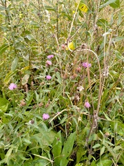 Centaurea thuillieri