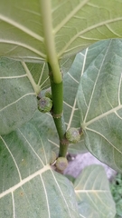 Ficus septica