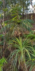 Dypsis rivularis