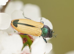 Castiarina fossoria