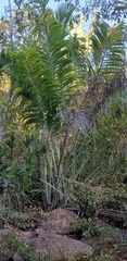 Dypsis madagascariensis