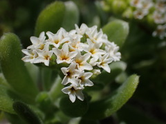 Heliotropium anomalum