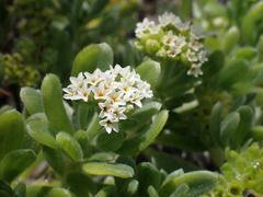 Heliotropium anomalum