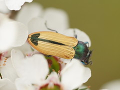 Castiarina fossoria