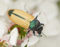 Castiarina fossoria