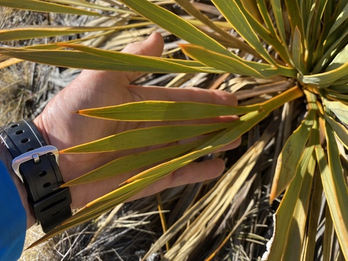 Fierce Spaniard (Aciphylla ferox)