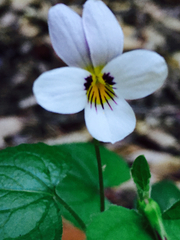 Viola ocellata
