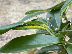Macroglossum passalus
