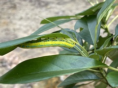 Macroglossum passalus