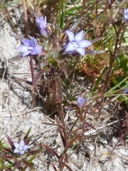 Microcodon glomeratus