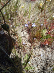 Microcodon glomeratus