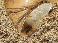 Viviparus viviparus