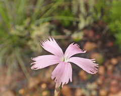Dianthus thunbergii