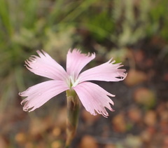 Dianthus thunbergii