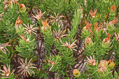 Osteospermum glabrum