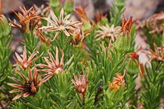 Osteospermum glabrum