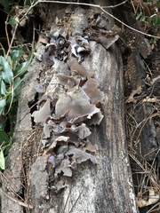 Auricularia cerrina