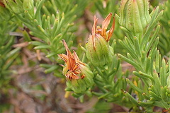 Osteospermum glabrum