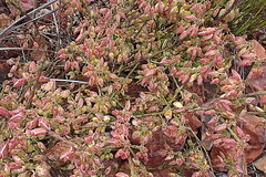 Polygala wittebergensis