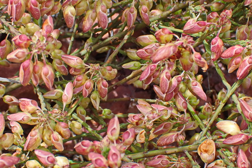 Image of Polygala wittebergensis by no rights reserved
