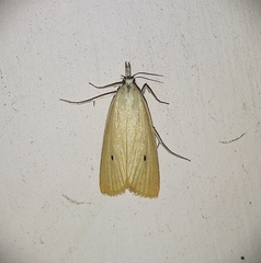 Scirpophaga incertulas