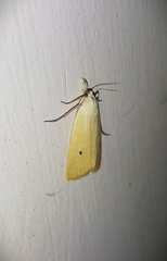 Scirpophaga incertulas