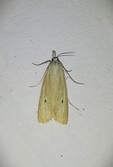 Scirpophaga incertulas