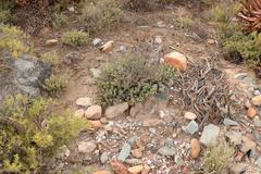 Trichodiadema hallii