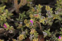 Trichodiadema hallii