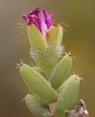 Trichodiadema hallii