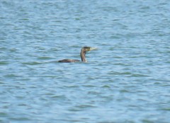 Phalacrocorax carbo sinensis