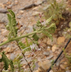 Anisodontea reflexa