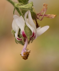 Anisodontea reflexa