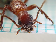 Brachinus crepitans