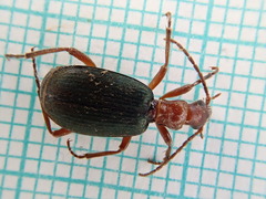 Brachinus crepitans