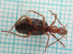 Brachinus crepitans