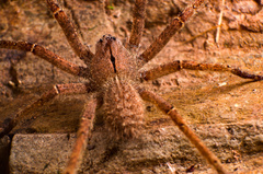 Phoneutria eickstedtae