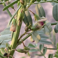 Lessertia benguellensis