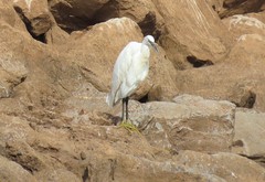 Egretta garzetta