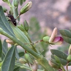 Lessertia benguellensis