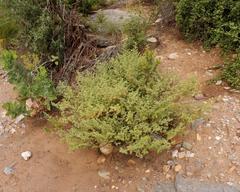 Hermannia holosericea