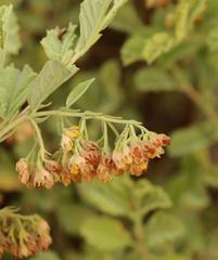 Hermannia holosericea