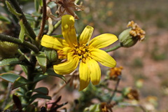 Osteospermum polygaloides
