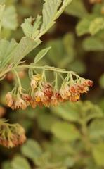 Hermannia holosericea